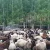 овцы, ярки в Туле