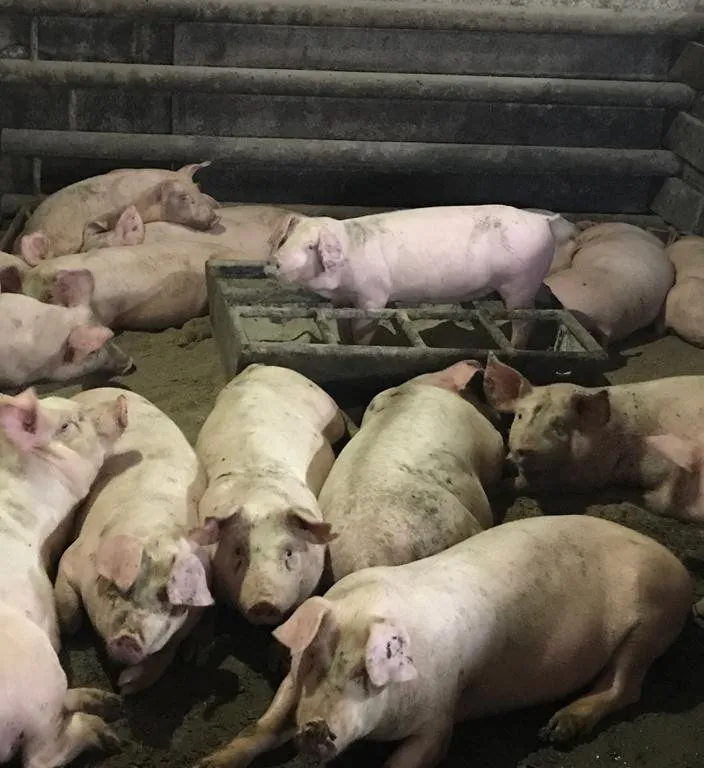фермерская свинина тушами и живым весом в Плавске 2