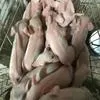 фермерская свинина тушами и живым весом в Плавске 3