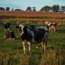В Тульской области за гибель 150 коров глава КФХ заплатит 53 тысячи рублей