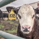 Производство мяса в Тульской области за 9 месяцев выросло на 5,5%, молока - на 1,3% - Туластат