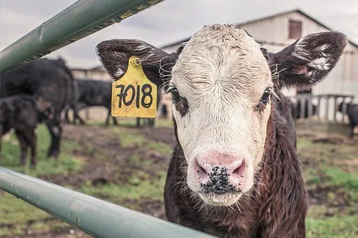 Производство мяса в Тульской области за 9 месяцев выросло на 5,5%, молока - на 1,3% - Туластат 