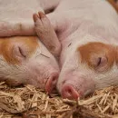 Поменяешь свинью на курицу – получишь деньги: Правительство Тульской области ввело новую субсидию для животноводов ﻿