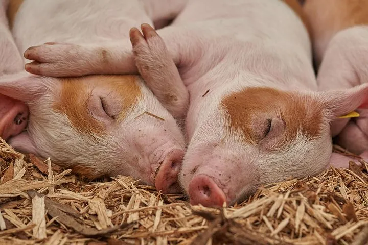 Поменяешь свинью на курицу – получишь деньги: Правительство Тульской области ввело новую субсидию для животноводов ﻿