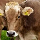 Туластат: Производство мяса в Тульской области в 2021г выросло на 1,6%, молока - на 0,5%