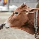 В Туле обнаружили очаг бруцеллеза крупного и мелкого рогатого скота