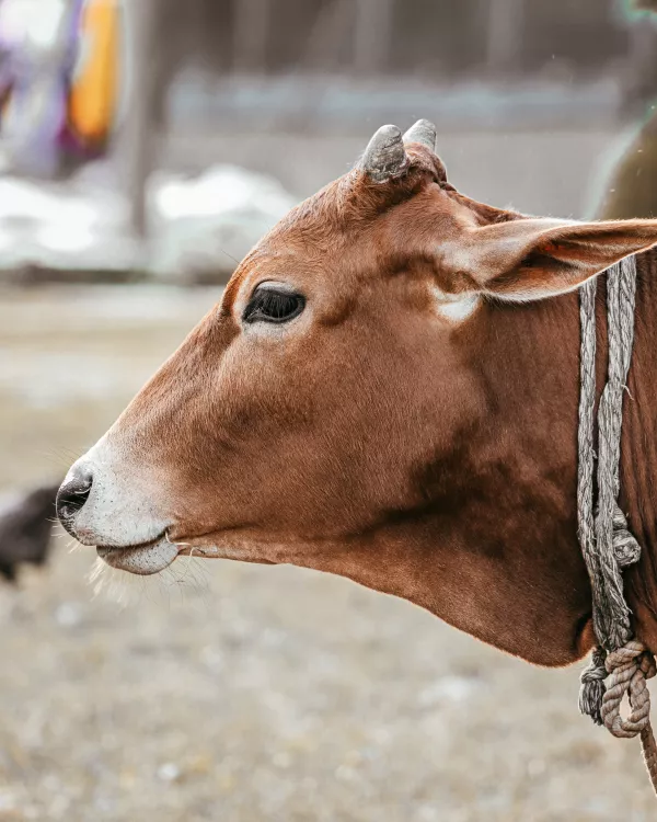 В Туле обнаружили очаг бруцеллеза крупного и мелкого рогатого скота 
