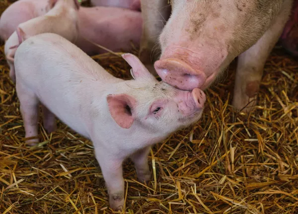 Тульским свиноводам могут дать налоговые послабления