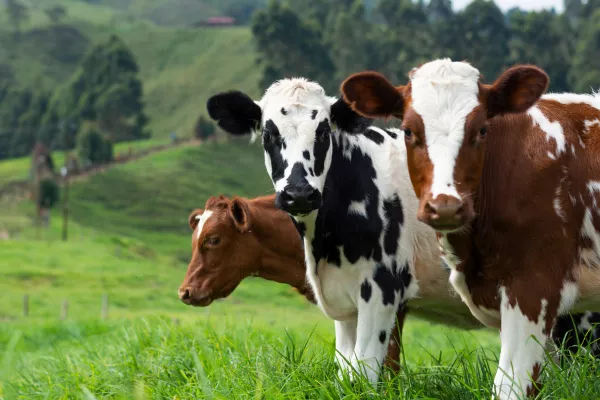 Говядина вместо молока: Что происходит в тульском животноводстве
