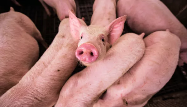 В Туле установили очаг африканской чумы свиней: объявлен карантин