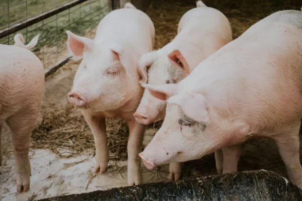 Вспышка африканской чумы свиней зарегистрирована в Тульской области 