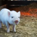 В прошлом году Тульская область наладила экспорт свиней в Грузию