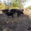 крс, тёлочки, телята, коровы, тёлки в Туле и Тульской области 4