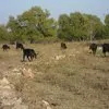 крс, тёлочки, телята, коровы, тёлки в Туле и Тульской области 3