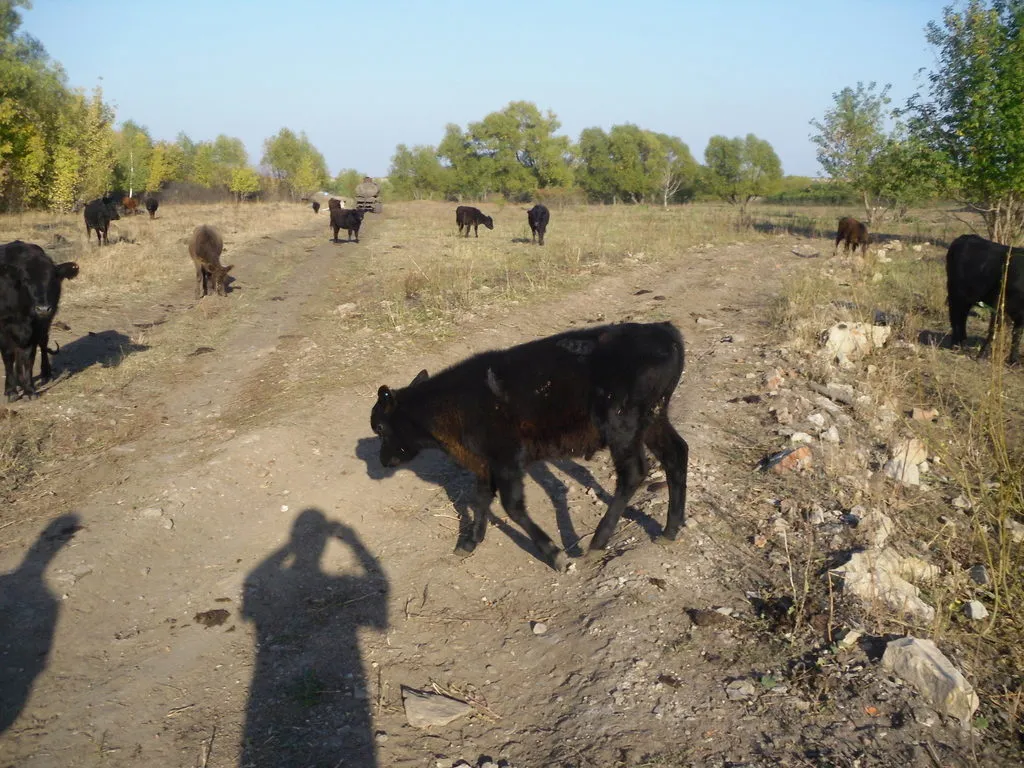 крс, тёлочки, телята, коровы, тёлки в Туле и Тульской области