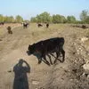 крс, тёлочки, телята, коровы, тёлки в Туле и Тульской области