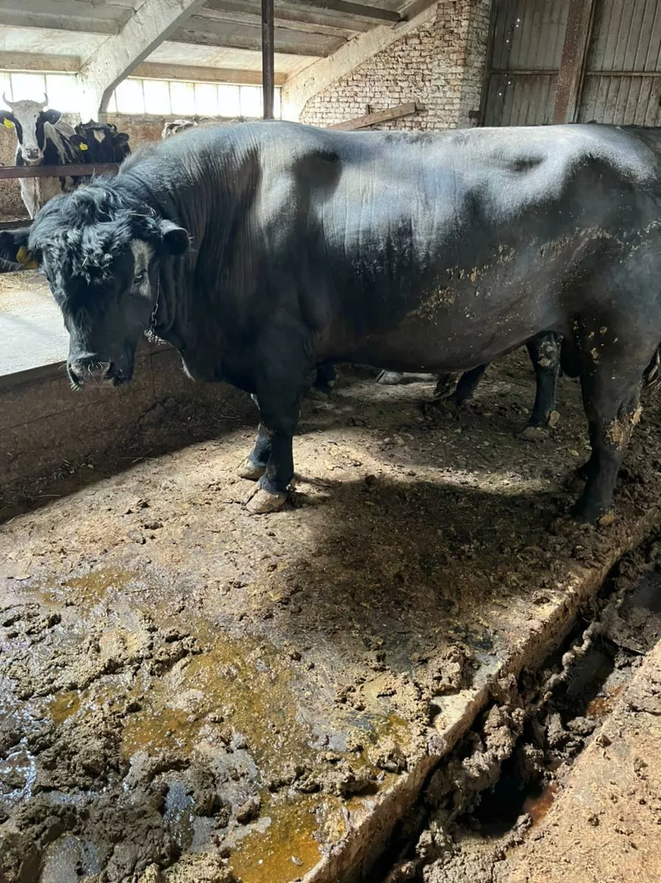 быки коровы телки скупаем в Туле