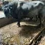 быки коровы телки скупаем в Туле