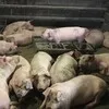 фермерская свинина тушами и живым весом в Туле и Тульской области 2