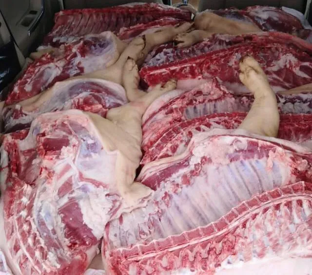 фотография продукта Фермерская свинина тушами и живым весом