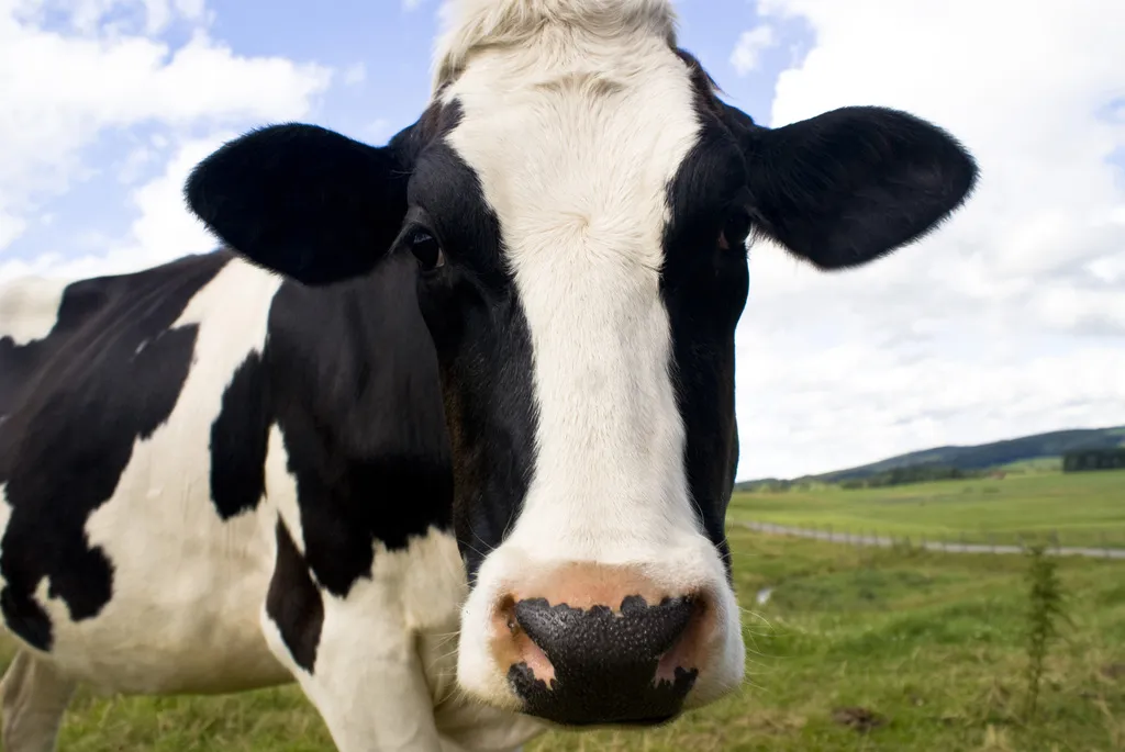 фотография продукта Коровы,быки на убой