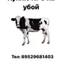 закупаю крупно-рогатый скот на убой в Туле и Тульской области